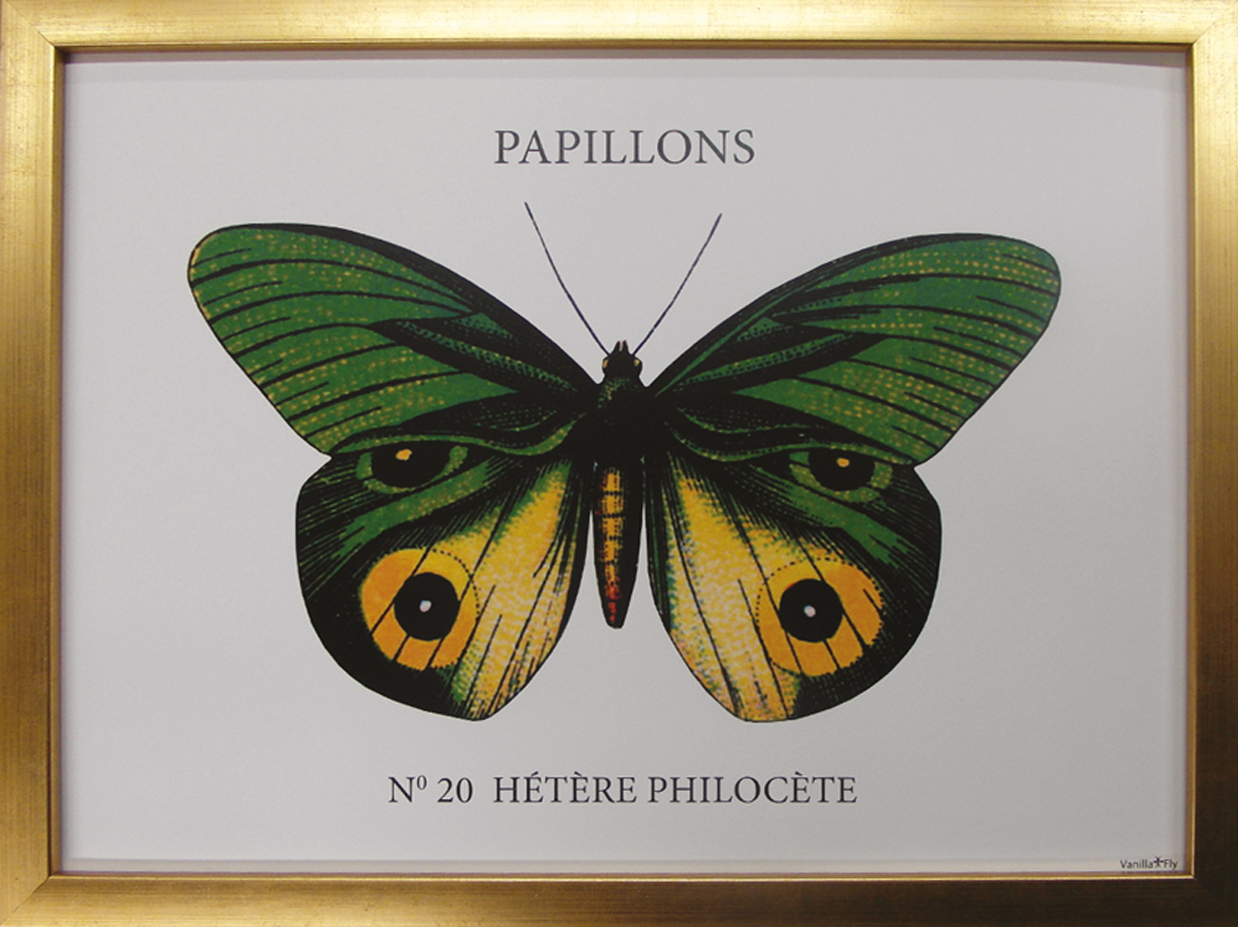 Wandbild MondiArt | PAPILLONS | Rahmen gold | S : 40 x 30 cm