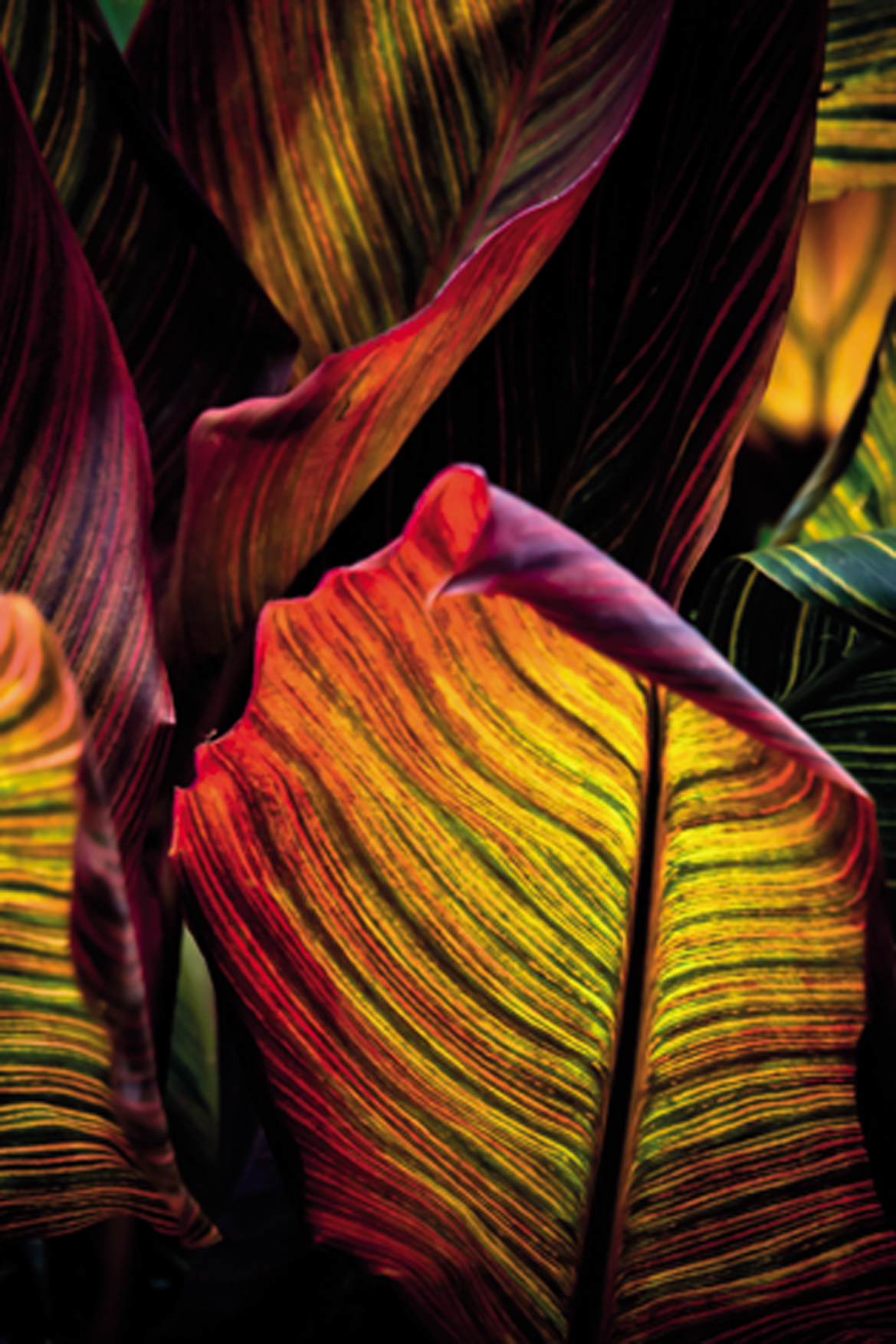 Wandbild MondiArt | CANNA PLANT | AluArt glänzend | M: 80 x 120 cm