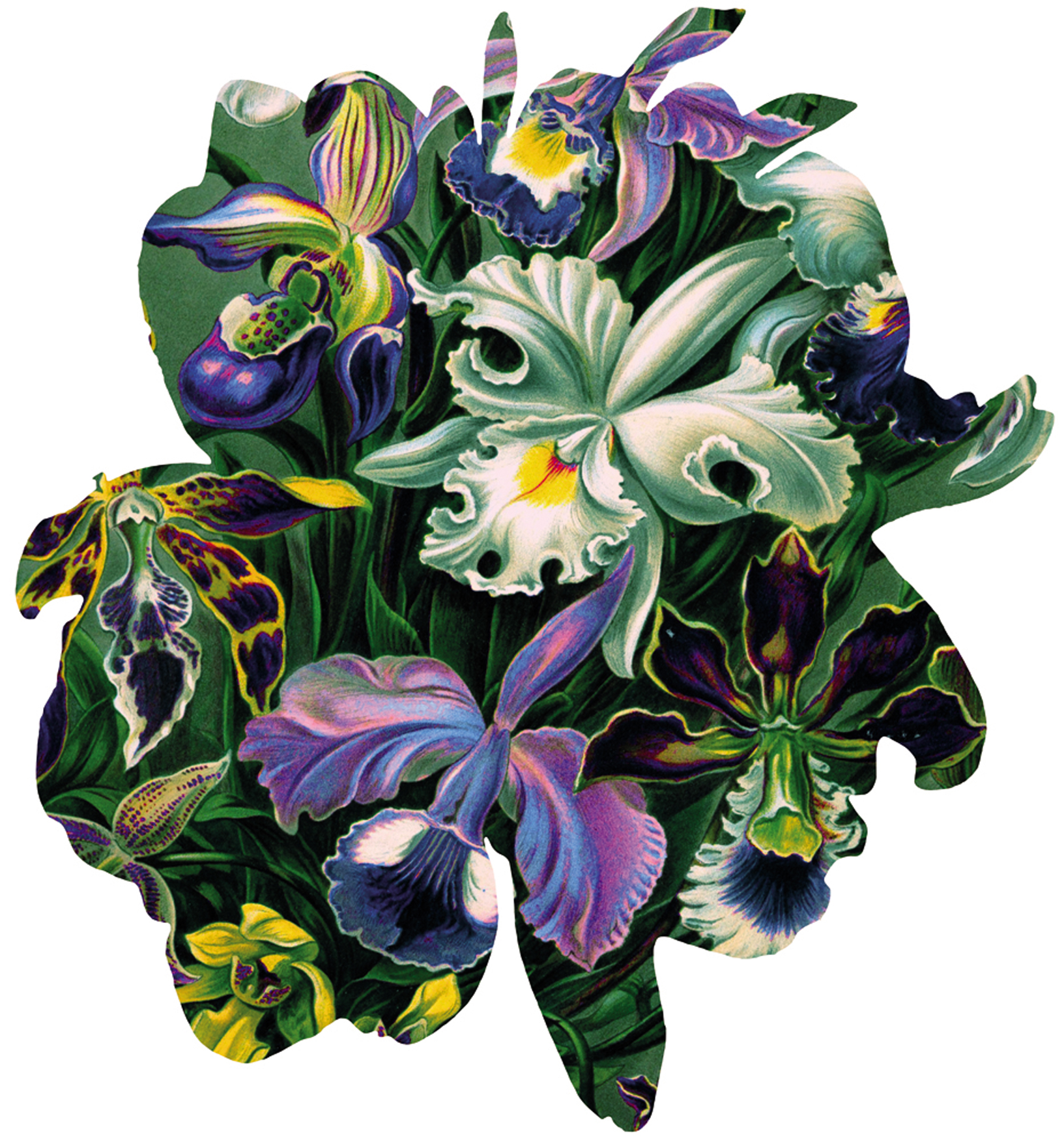 Luxusteppich MondiArt | ORCHIDS |  Orchideen bunt | B/L: ca. 200 x 220 cm